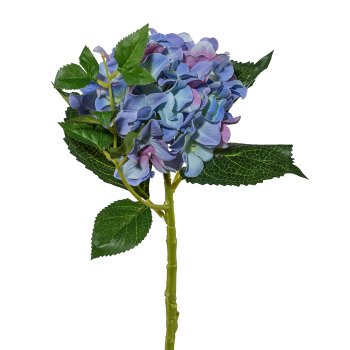 Hortensie, 46 cm