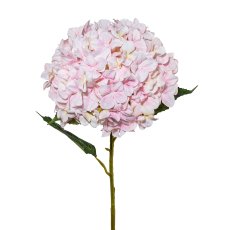 Hortensie XXL, 111 cm, rosa