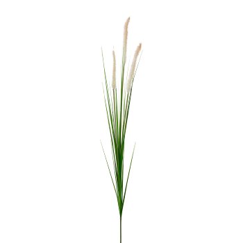 Penisetum Grass, 92cm, Cream