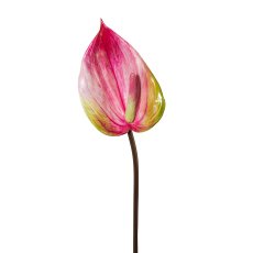 Anthurium, 76 cm, Pink