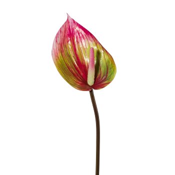 Anthurie, 76cm, grün-rosa