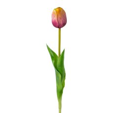 Tulpe, 44cm, mauve-gelb