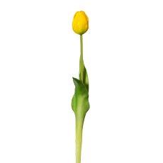 Tulpe , 44 cm, gelb