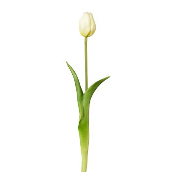 Tulpe, 44cm, weiß