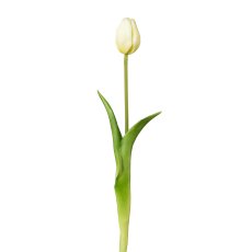 Tulpe , 44 cm, weiß