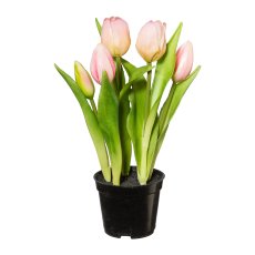 Tulips In Pot x 5, 25cm, Pink