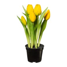 Tulips In Pot x 5, 25 cm,