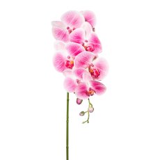 Phalaenopsis x 7 3D-print,
