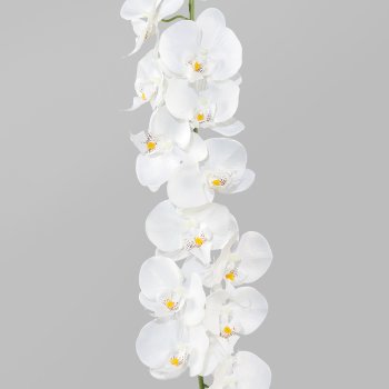 Phalaenopsis Garland, 173cm, White