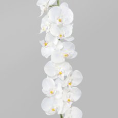 Phalaenopsis Garland, 173cm, White