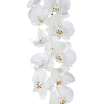 Phalaenopsis Garland, 173cm, White