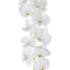 Phalaenopsisgirlande, 173cm, weiß