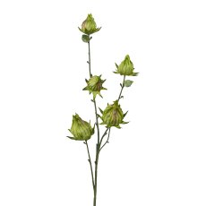 Hibiscus, 59cm, grün