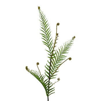 Fern Branch 3/Poly, 130cm