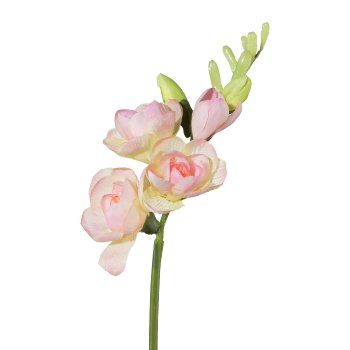 Freesia, 50cm, Pink