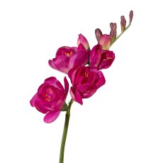 Freesia, 50cm, Pink