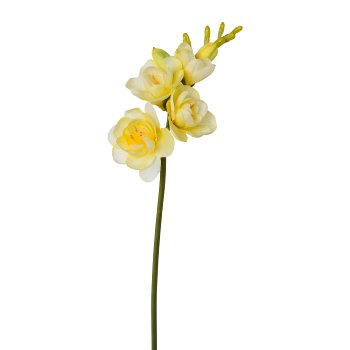 Freesia, 50cm, Light Yellow Freesia, 50cm, light yellow