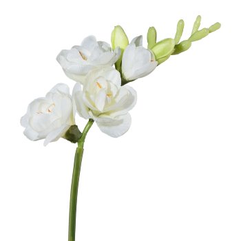 Freesie, 50cm, White Freesia, 50cm, white