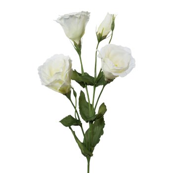 Lysianthus, 54cm, weiß