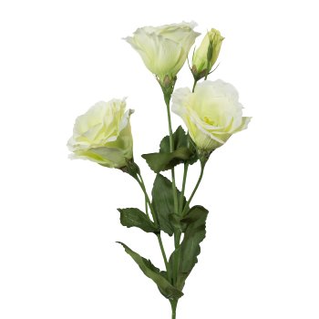 Lysianthus, 54cm, Green