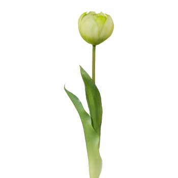 Filled tulip, 37cm, white