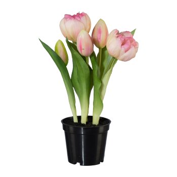 Gefüllte Tulpen im Topf x 5,