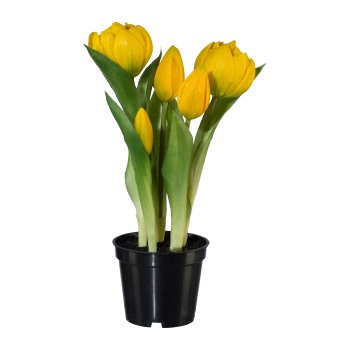 Filled Tulips In Pot x 5, 25