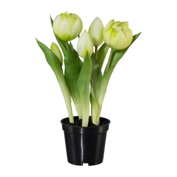 Gefüllte Tulpen im Topf x 5,
