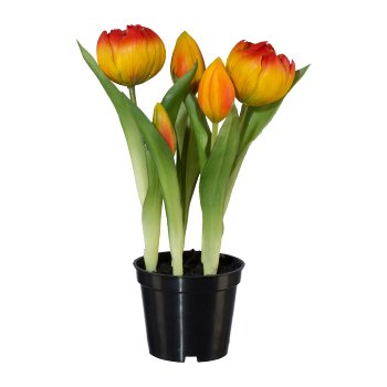 Gefüllte Tulpen im Topf x 5,