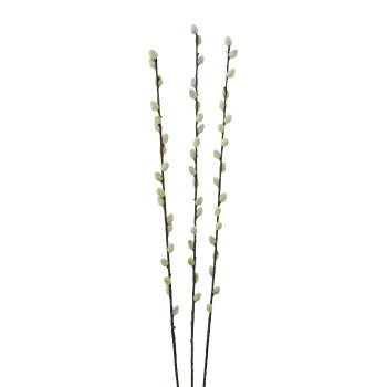 Salix caprea, 82 cm