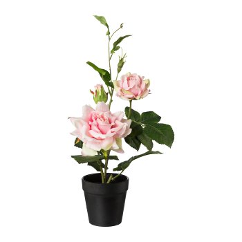 Rose Bush In Pot, 40 cm, Pink