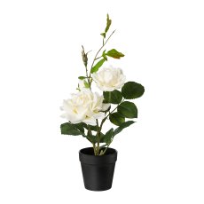 Rose Bush In Pot, 40 cm, Cream