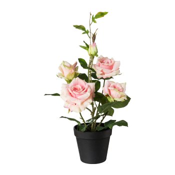 Rosebush In Pot, 48 cm, Pink