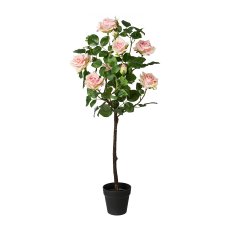 Rose Trunk In Pot, 95cm, Pink Rose bush in pot, 95cm, pink