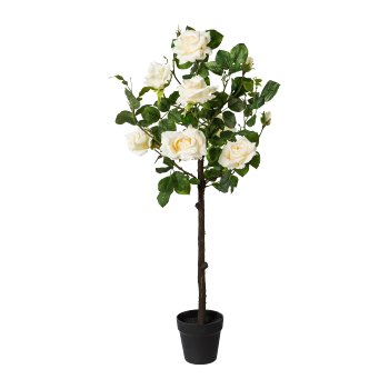 Rose Trunk In Pot, 95 cm,