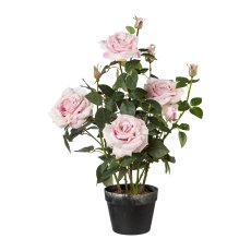 Rose bush, 68cm, Pink, In Plastic Pot 18x14cm