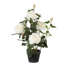 Rose bush, 68cm, White, In Plastic Pot 18x14cm