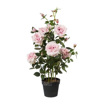 Rose Tree, 90cm, Pink Rose stem, 90cm, pink