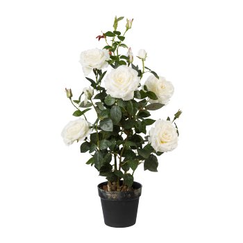 Rose Tree, 90cm, White Rosebush, 90cm, white