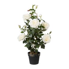 Rose stem, 90cm, white