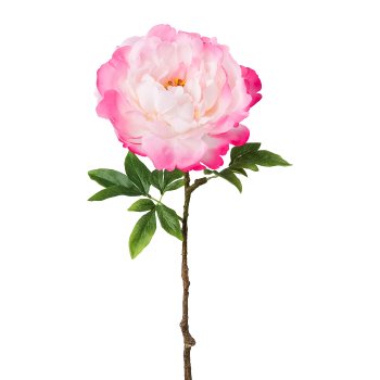 Peonie, 66 cm, rosa