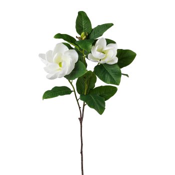 Magnolia Grandiflora XXL, 113 cm, weiß
