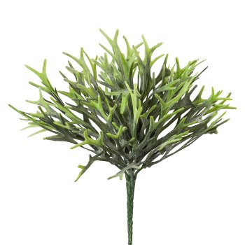 Antler Fern Bush, 28 cm