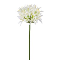 Agapanthus, 81cm, weiß