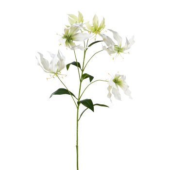 Gloriosa, 98 cm, White