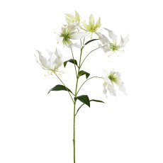 Gloriosa, 98 cm, weiß