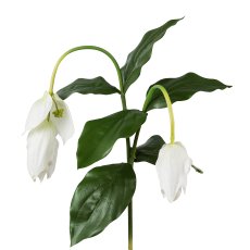 Medinilla, Real Touch, 78cm, White