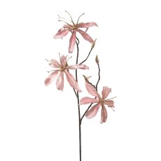 Gloriosa Velvet, 68 cm, Pink