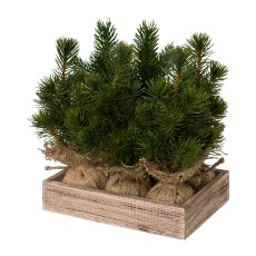 Fir Trees In Wooden Box, 2 Assorted 6/Box, 25cm, 6/Box Green