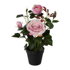 Rosebush 43 cm, Pink, In